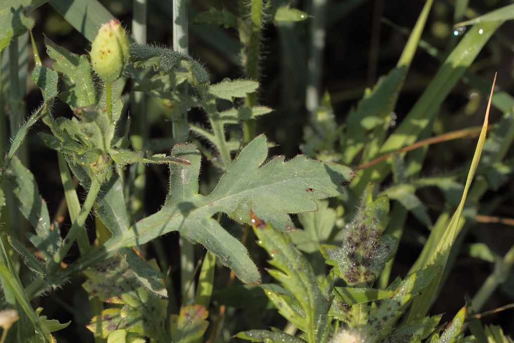 Papaver rhoeas