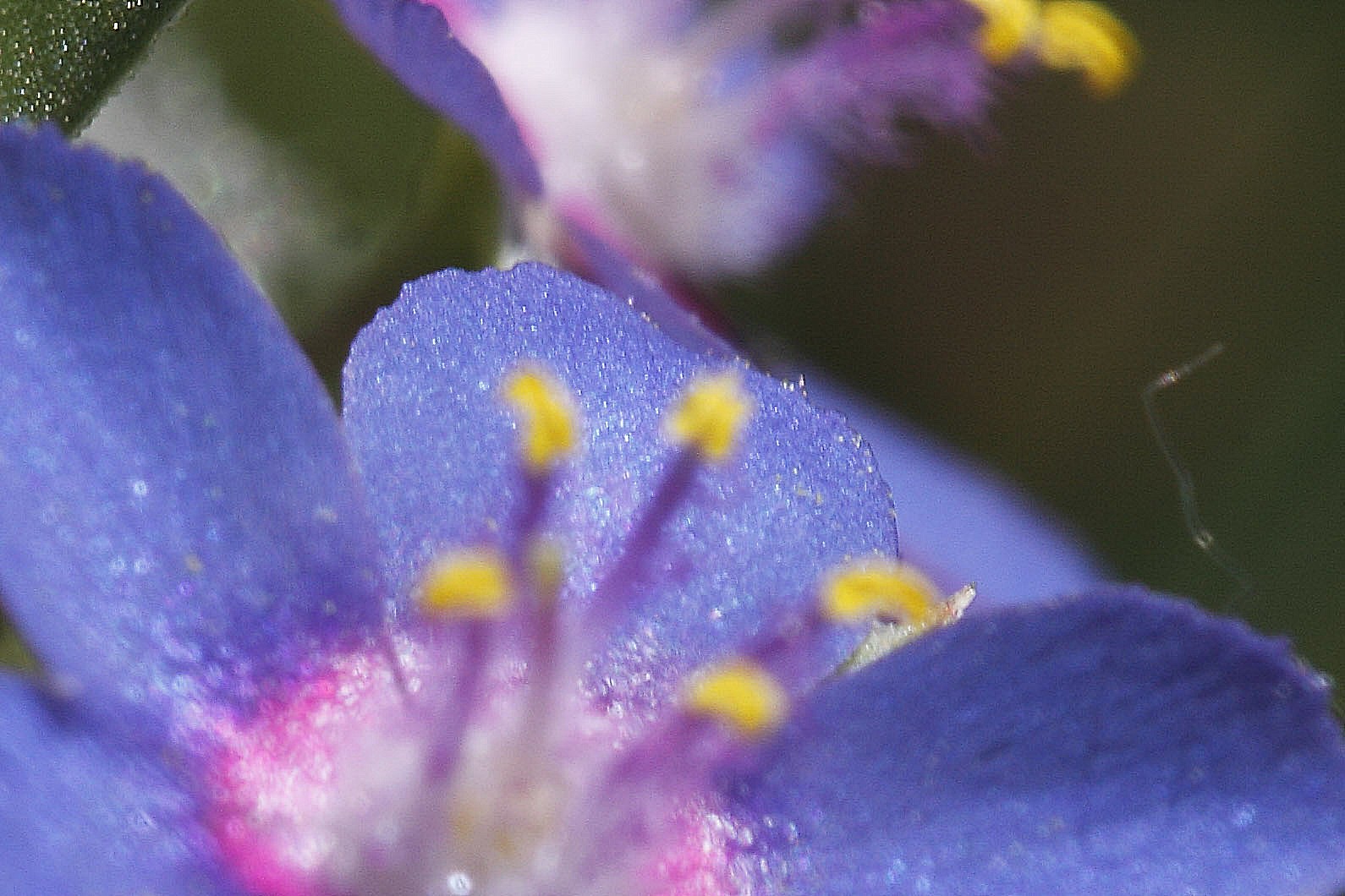 Lysimachia (=Anagallis) foemina / Centocchio azzurro