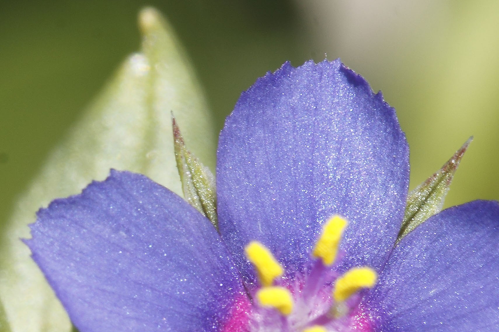 Lysimachia (=Anagallis) foemina / Centocchio azzurro