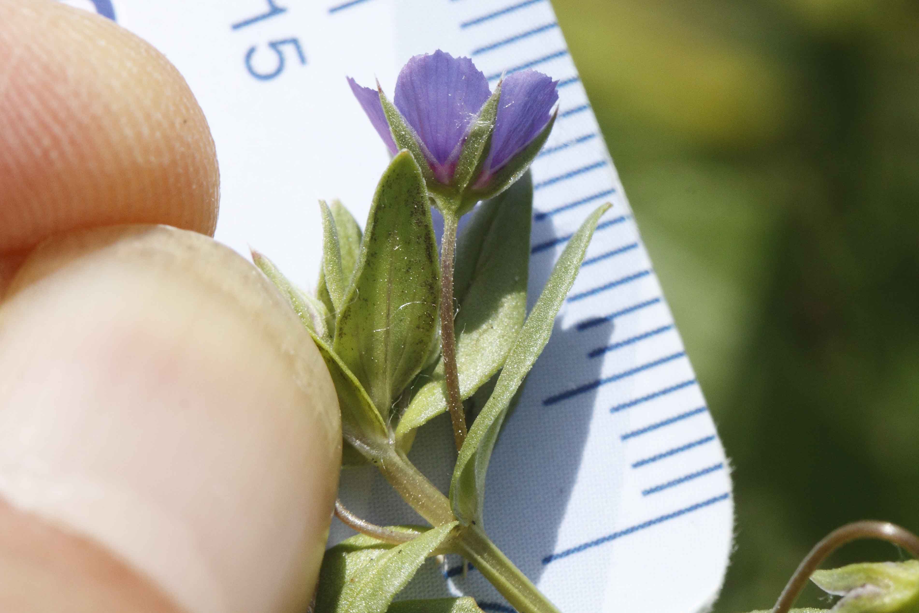 Lysimachia (=Anagallis) foemina / Centocchio azzurro