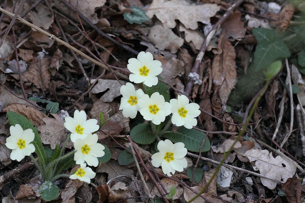 Primula vulgaris