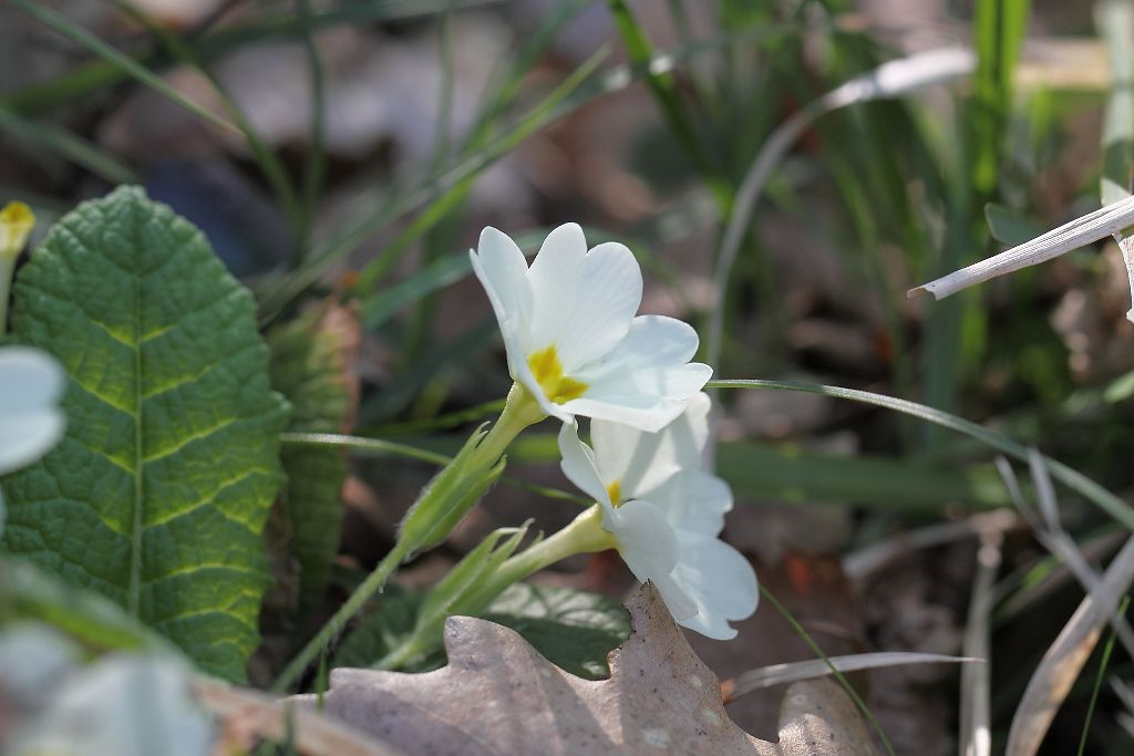 Primula vulgaris