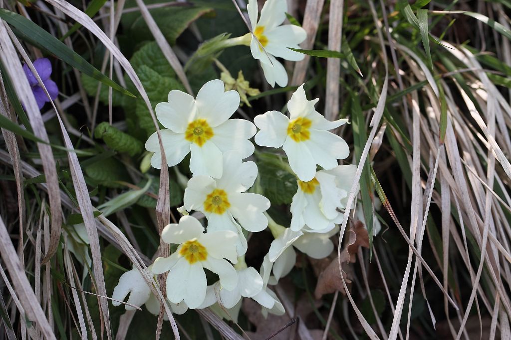 Primula vulgaris