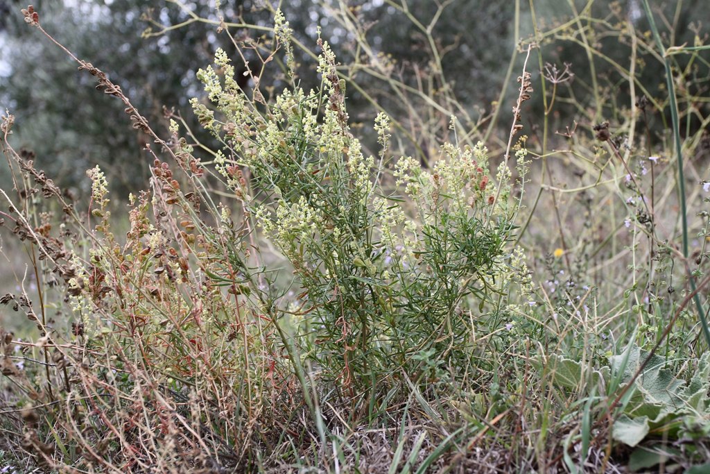 Reseda lutea / Reseda comune