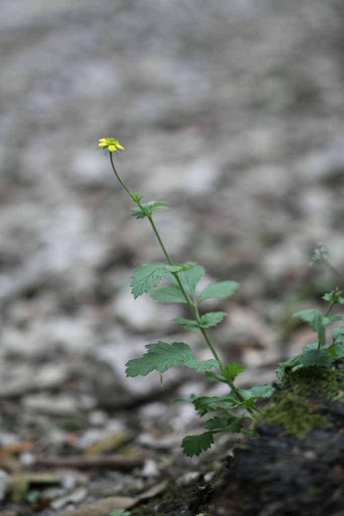 Geum urbanum