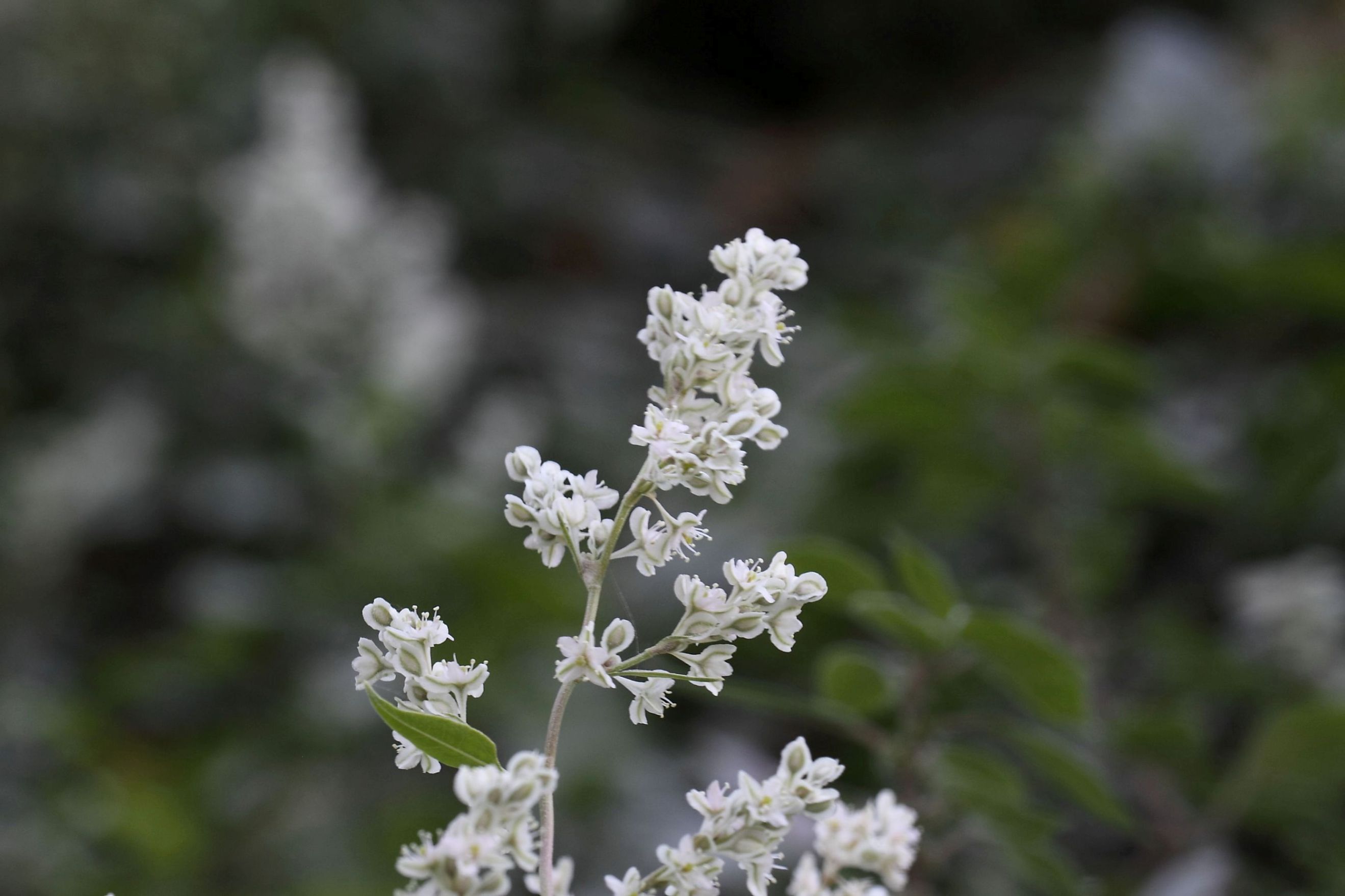 Fallopia baldschuanica