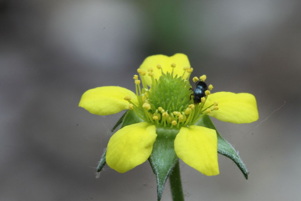 Geum urbanum