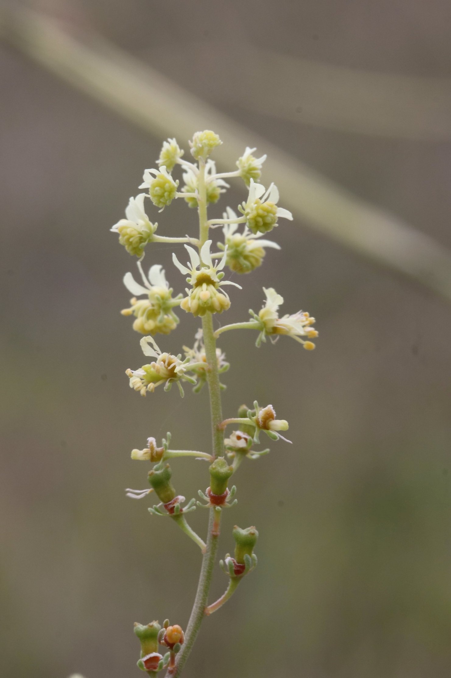 Reseda lutea / Reseda comune