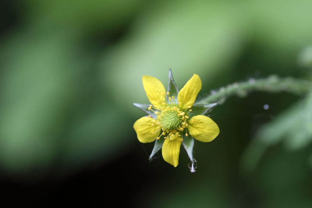 Geum urbanum