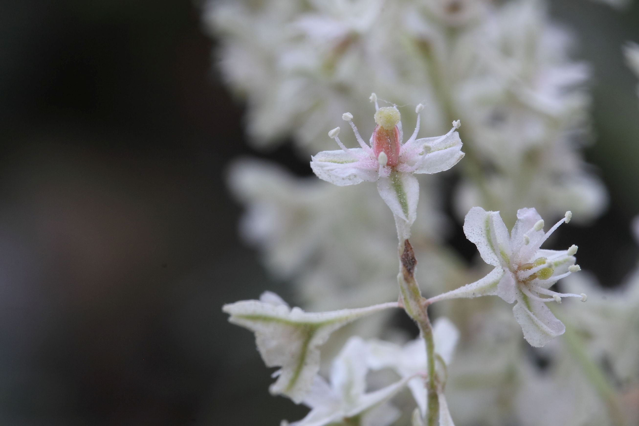 Fallopia baldschuanica