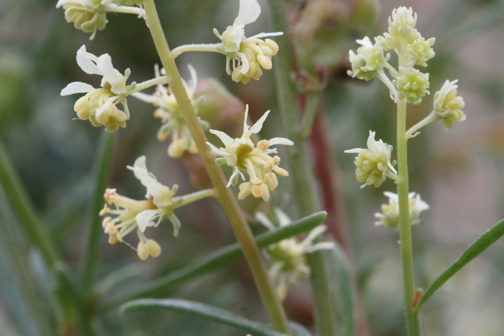 Reseda lutea / Reseda comune