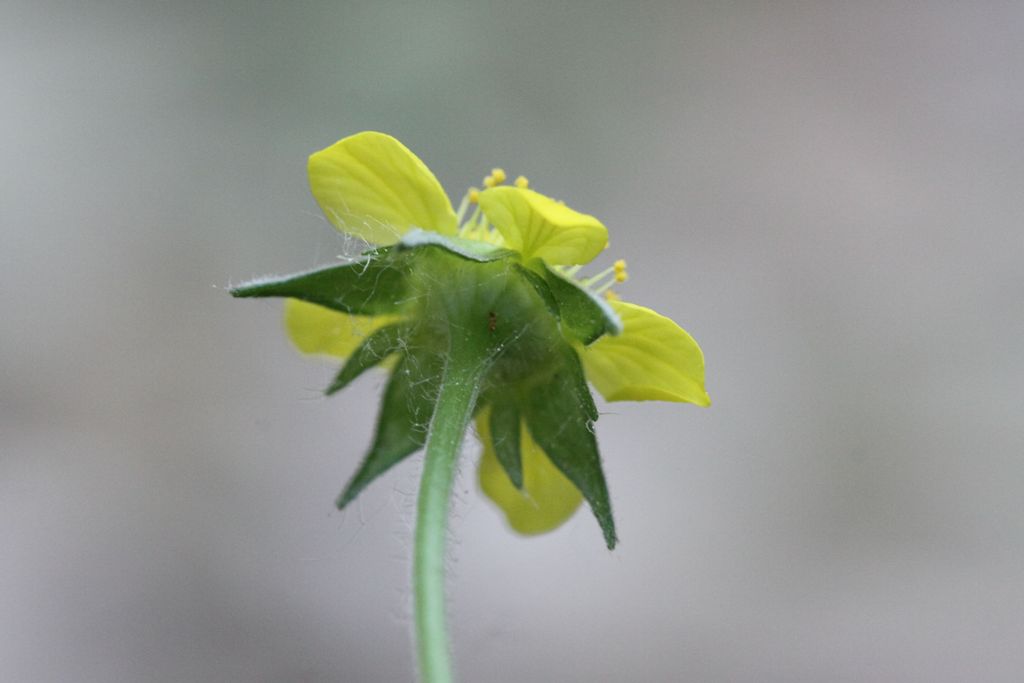 Geum urbanum