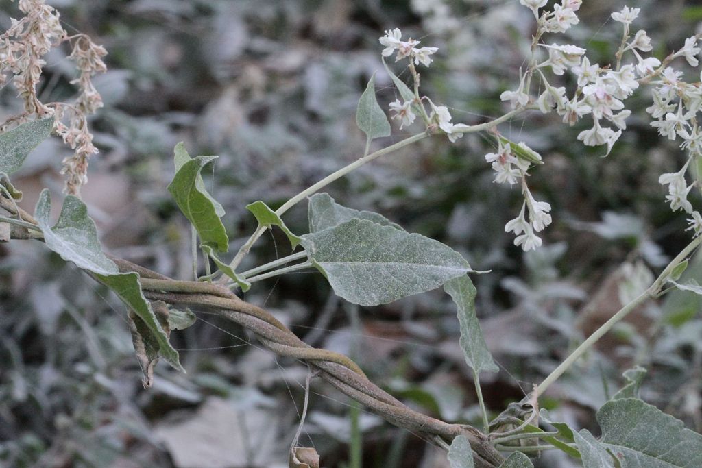 Fallopia baldschuanica