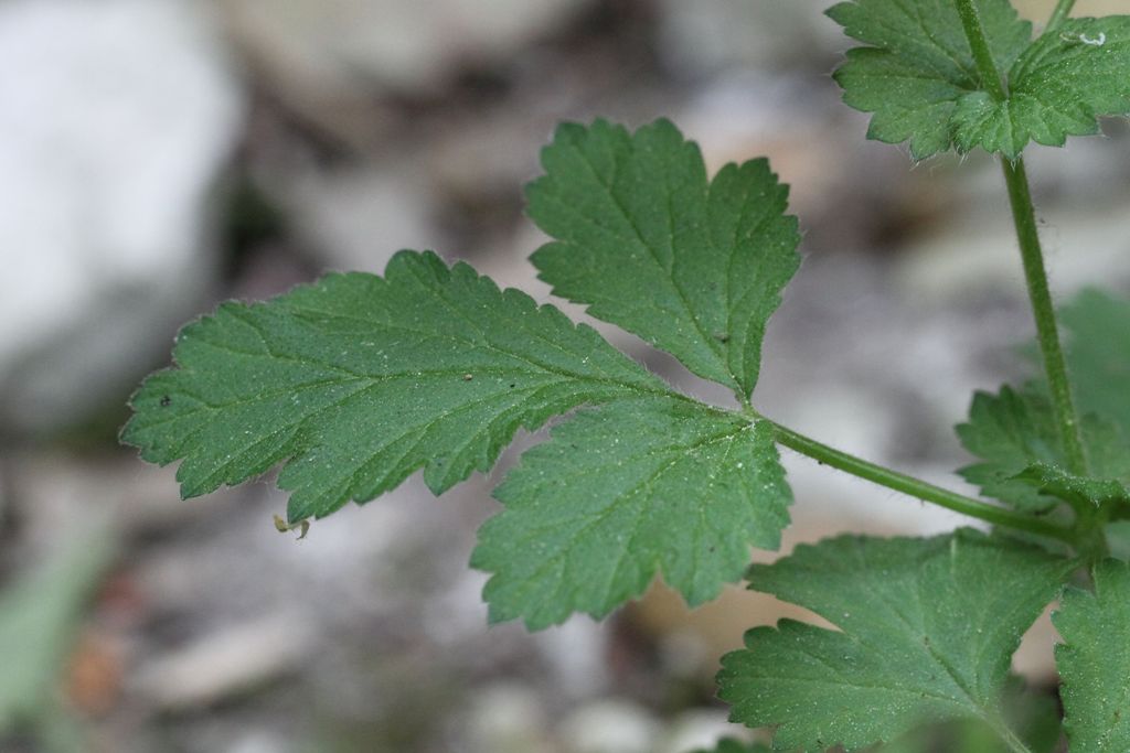 Geum urbanum