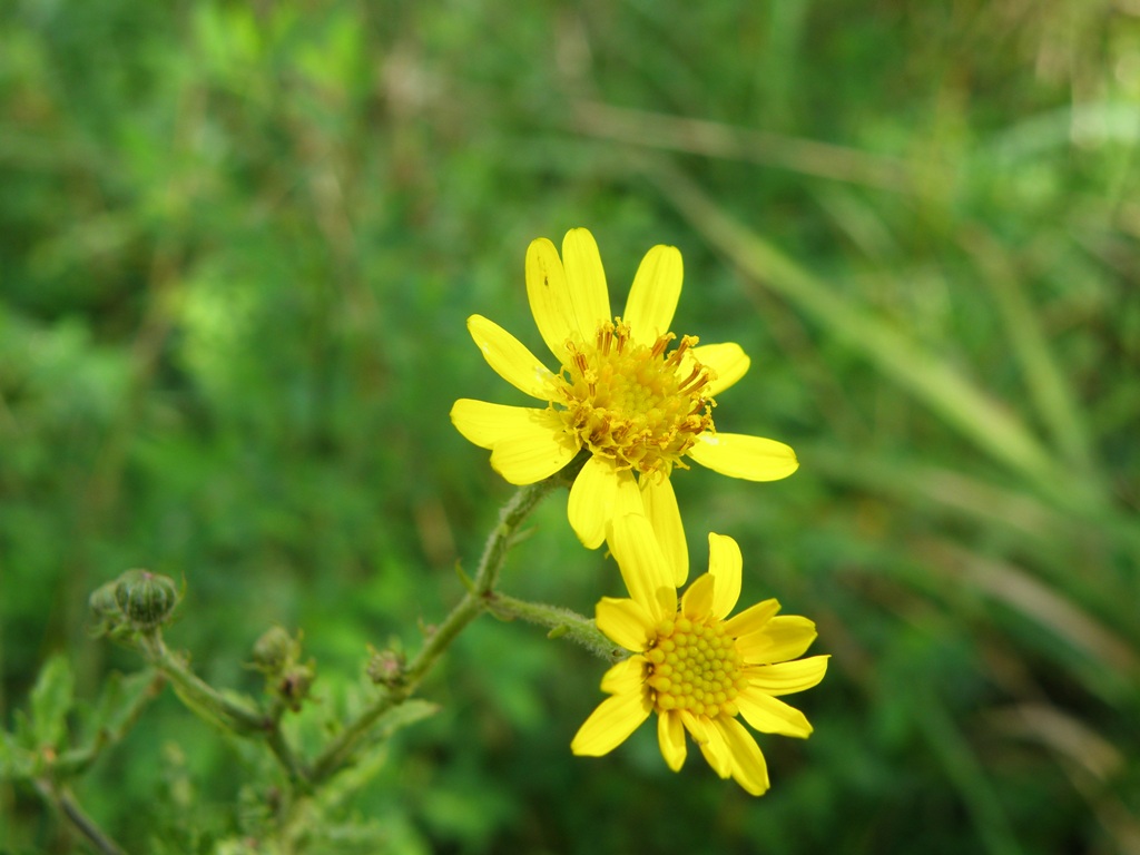 Jacobaea erucifolia (= Senecio euricifolius) / Senecione serpeggiante