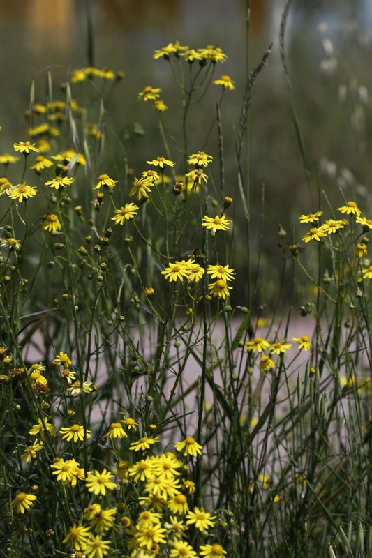 Senecio inaequidens