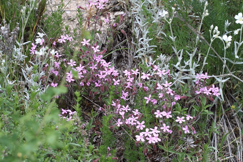 Saponaria ocymoides