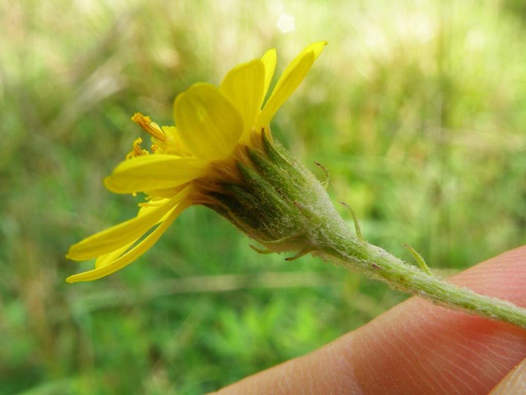 Jacobaea erucifolia (= Senecio euricifolius) / Senecione serpeggiante