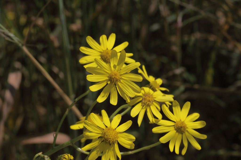 Senecio inaequidens