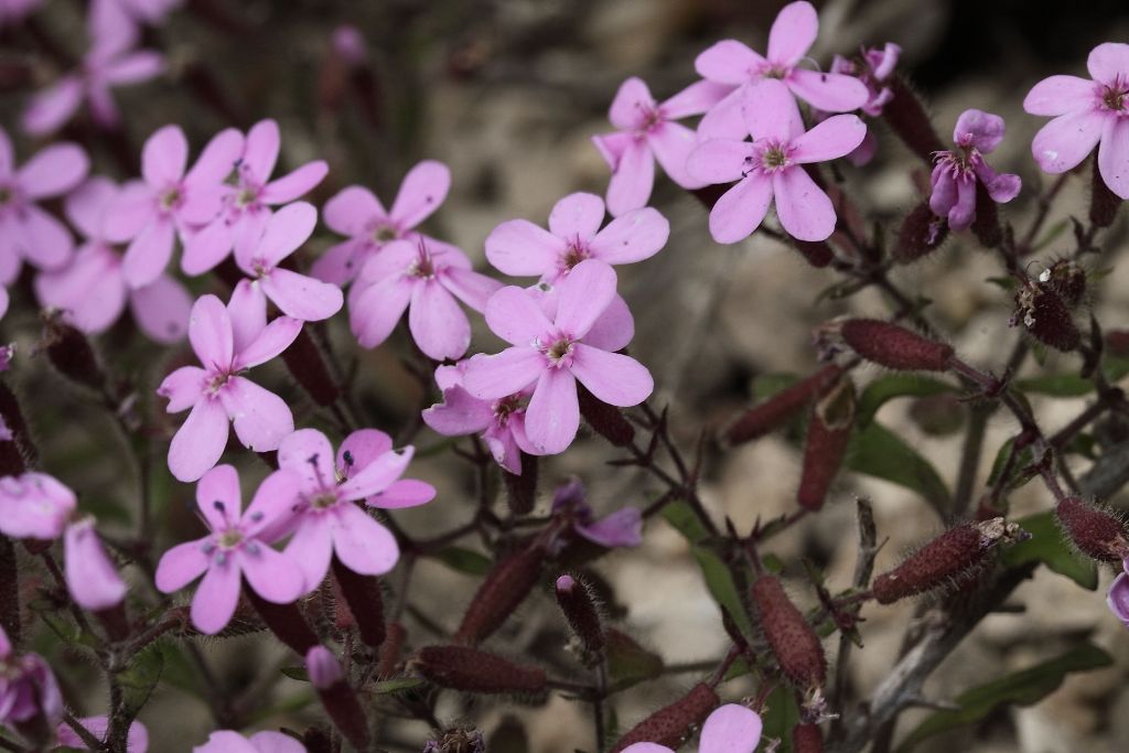 Saponaria ocymoides