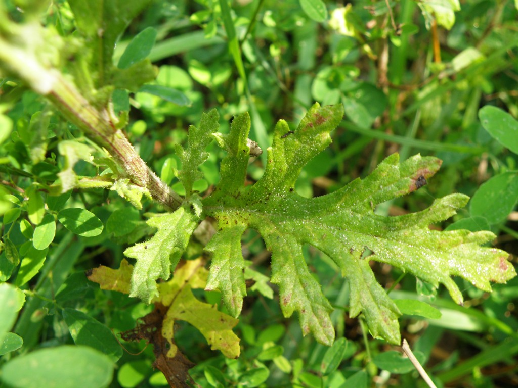 Jacobaea erucifolia (= Senecio euricifolius) / Senecione serpeggiante