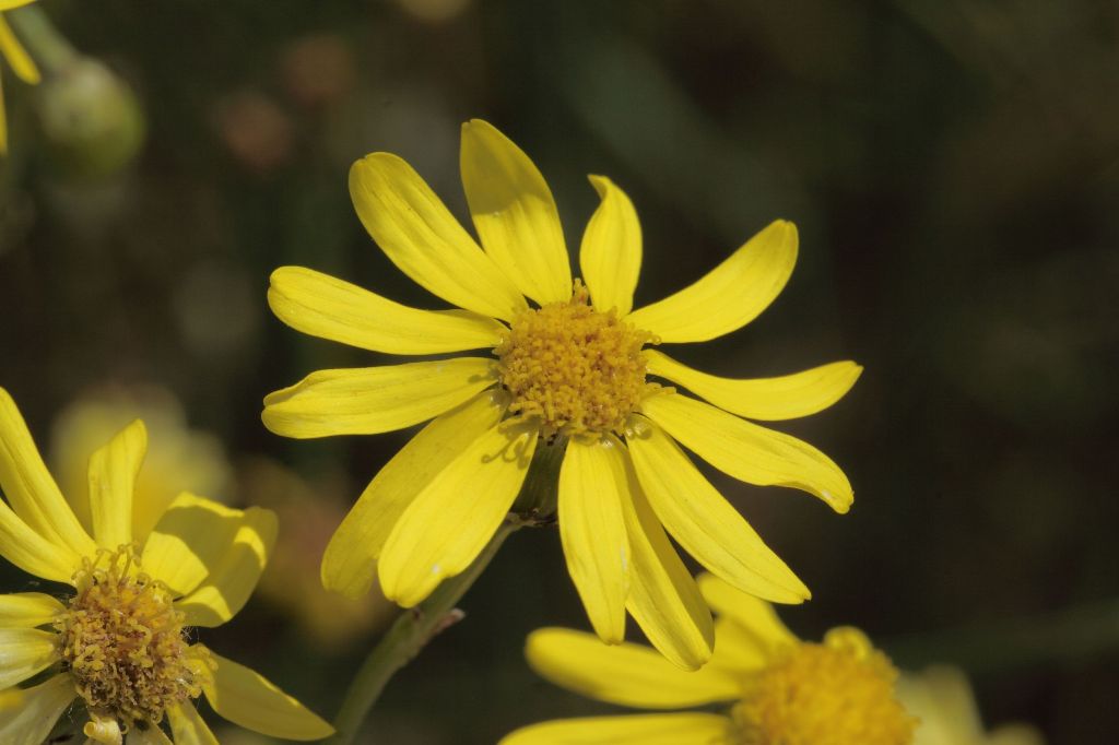 Senecio inaequidens