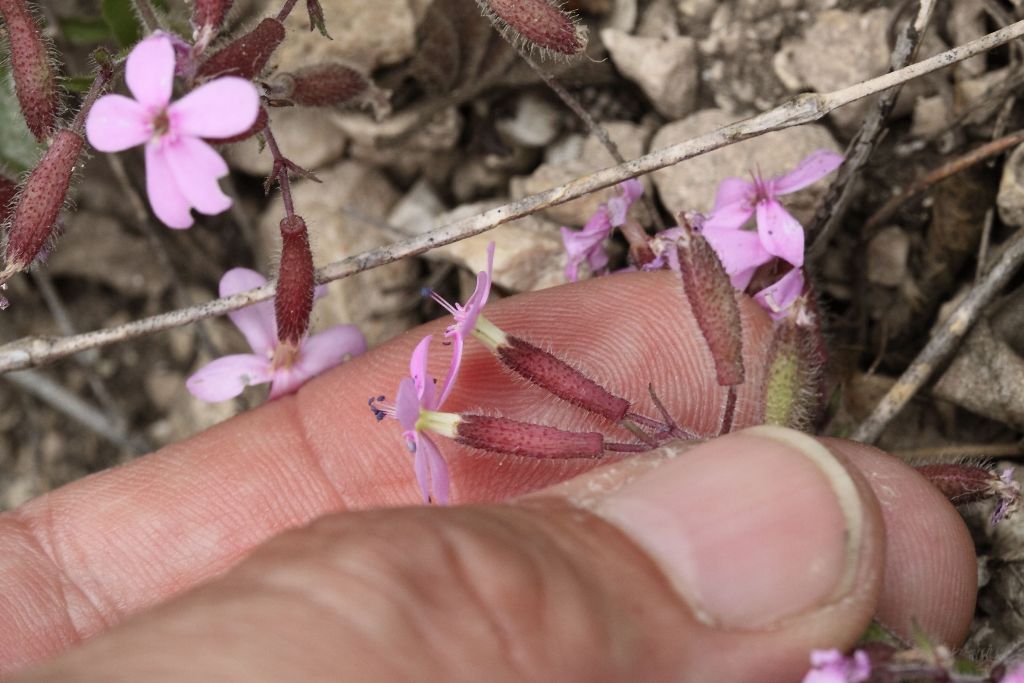 Saponaria ocymoides