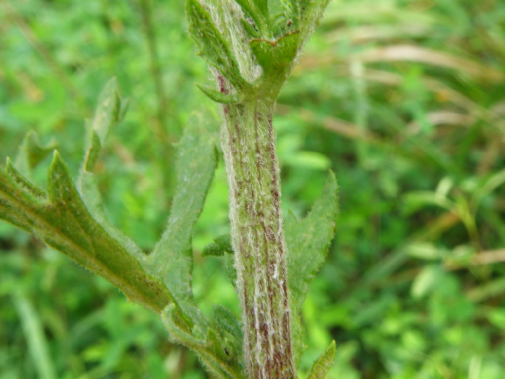 Jacobaea erucifolia (= Senecio euricifolius) / Senecione serpeggiante