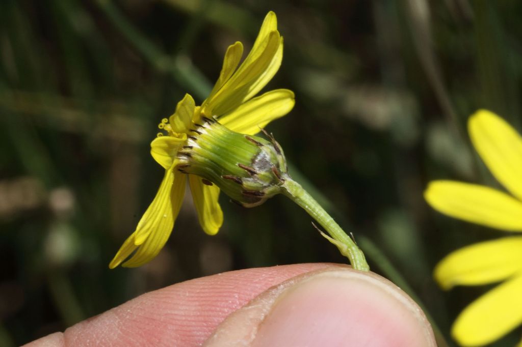 Senecio inaequidens