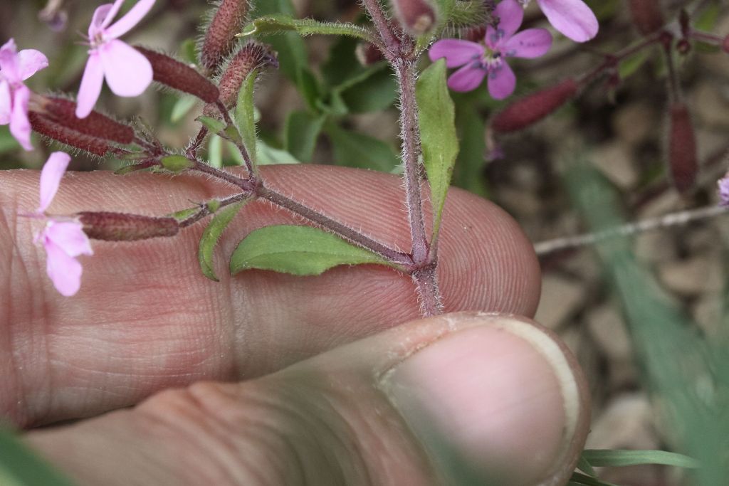 Saponaria ocymoides