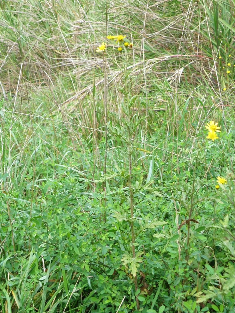 Jacobaea erucifolia (= Senecio euricifolius) / Senecione serpeggiante