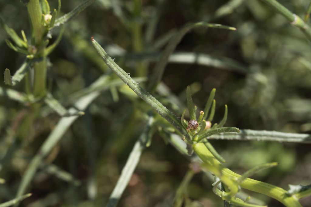 Senecio inaequidens