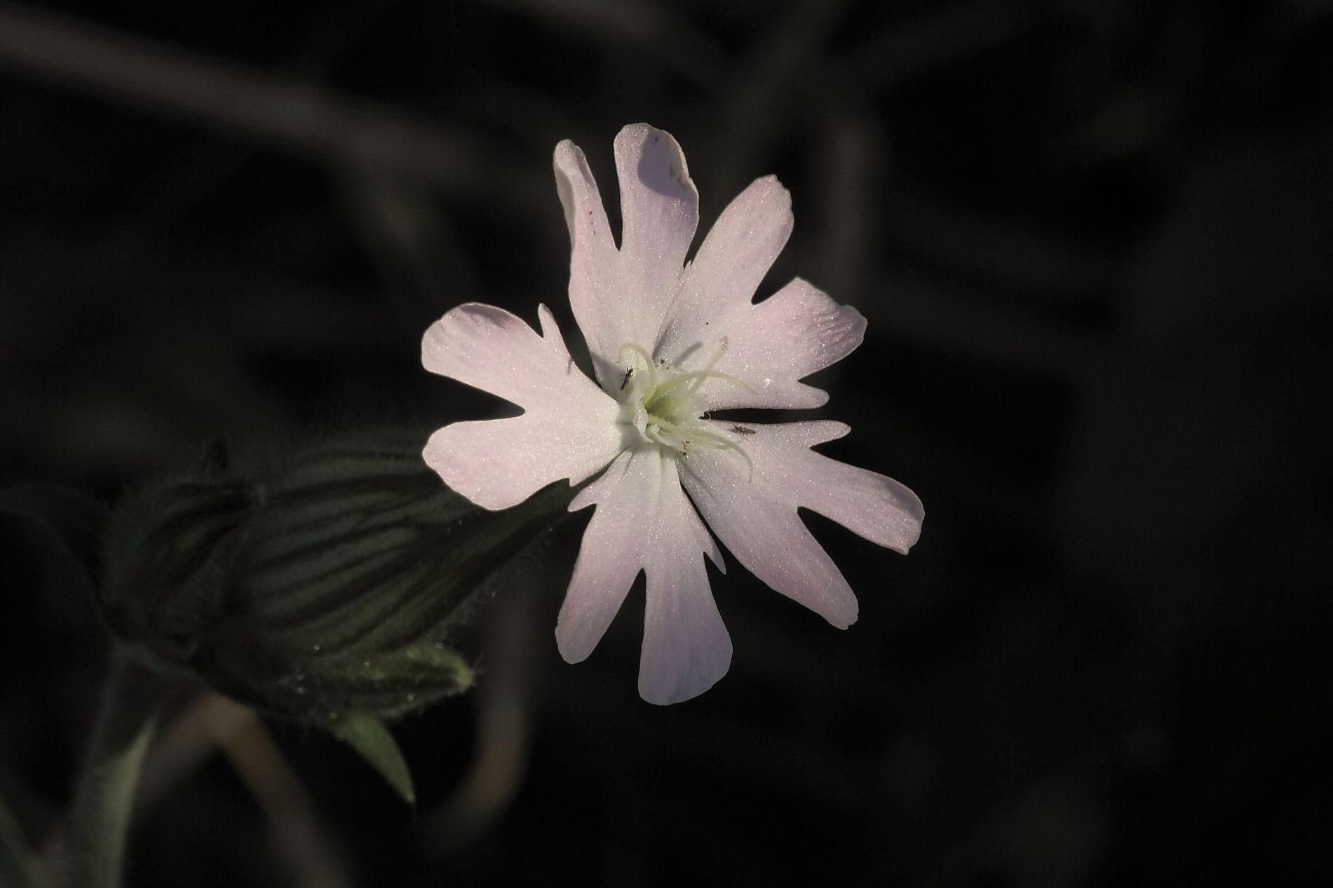 Silene latifolia / Silene bianca