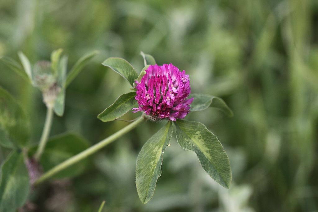 Trifolium pratense