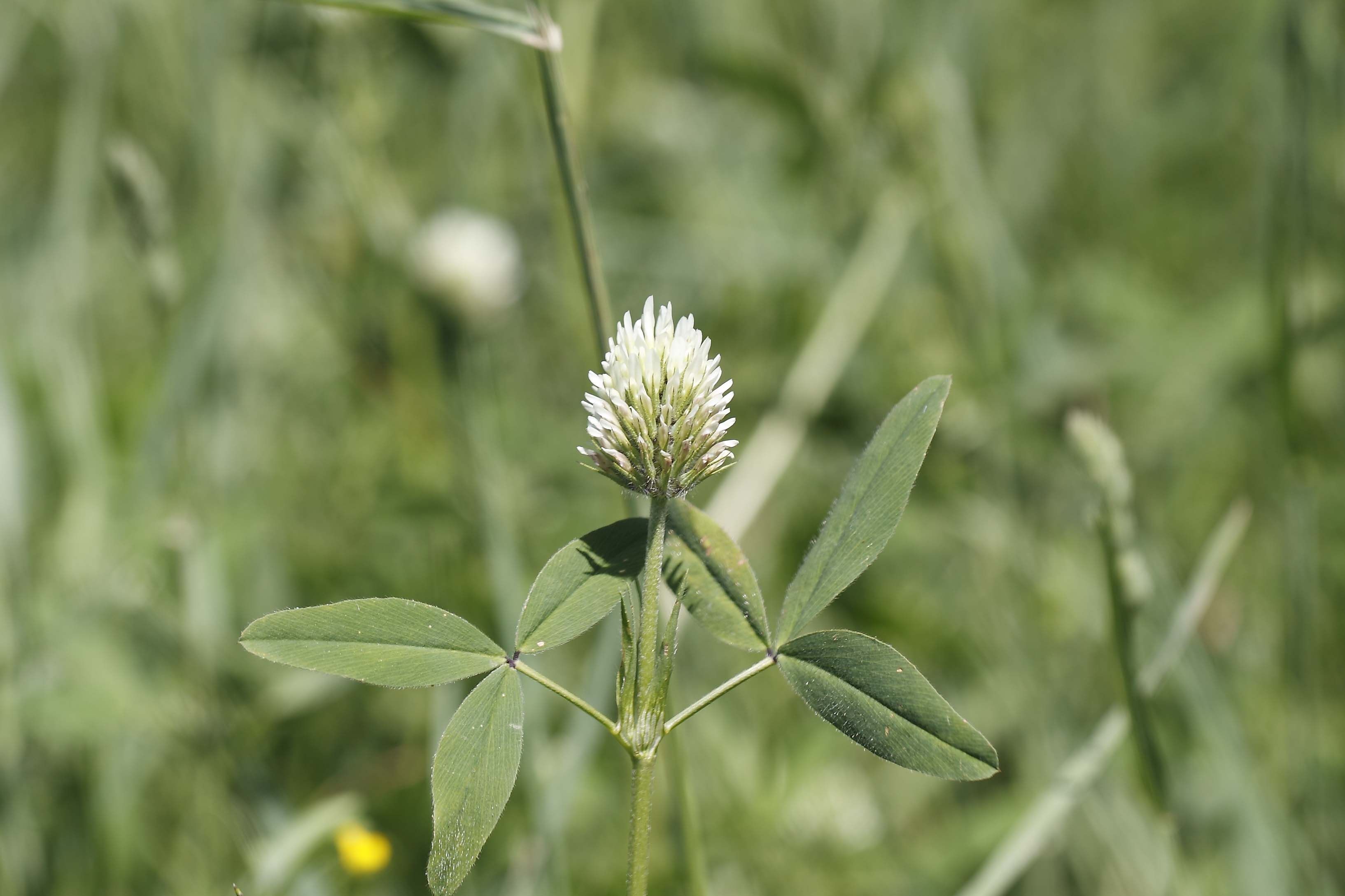 Trifolium squarrosum