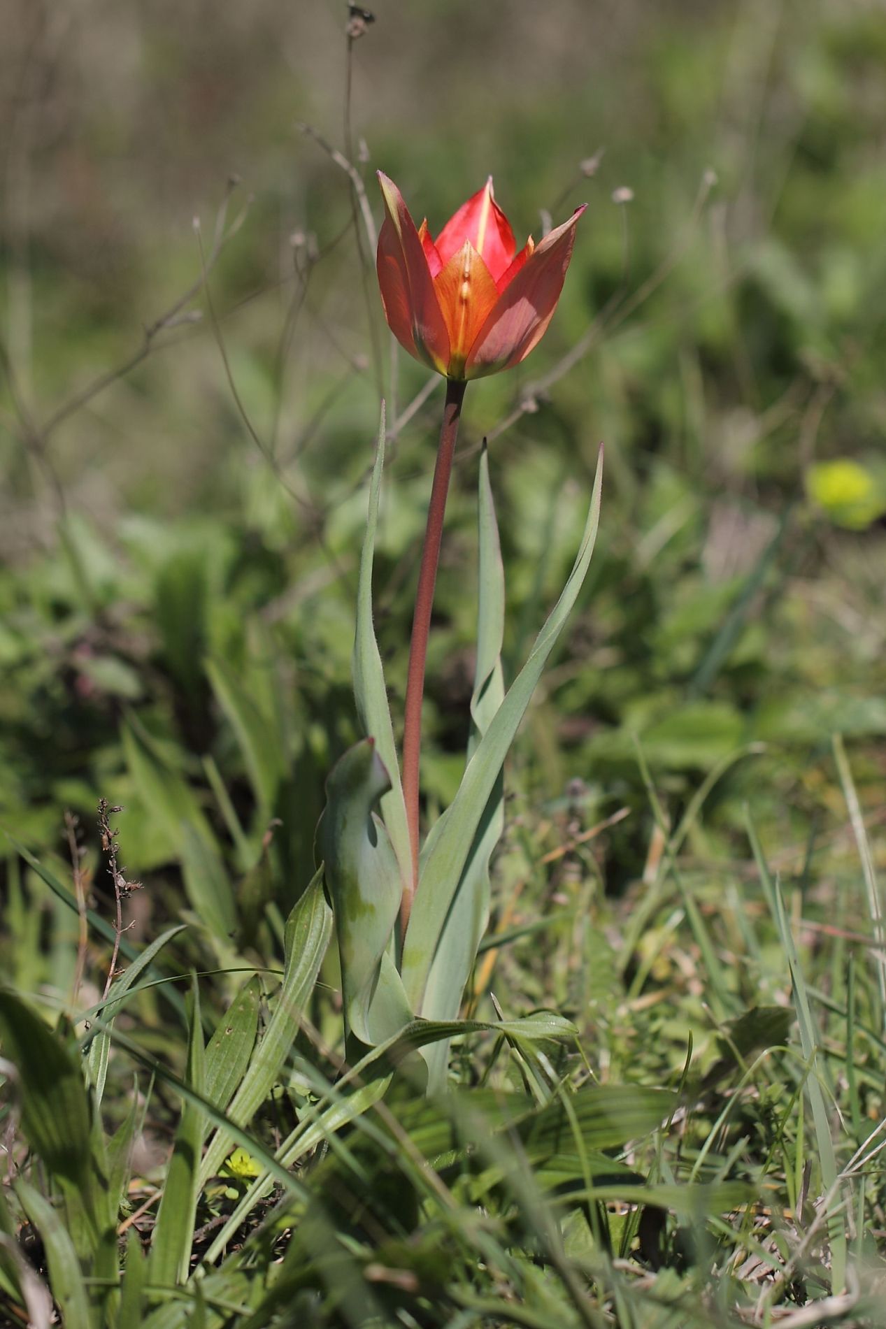 Tulipa raddii / Tulipano precoce