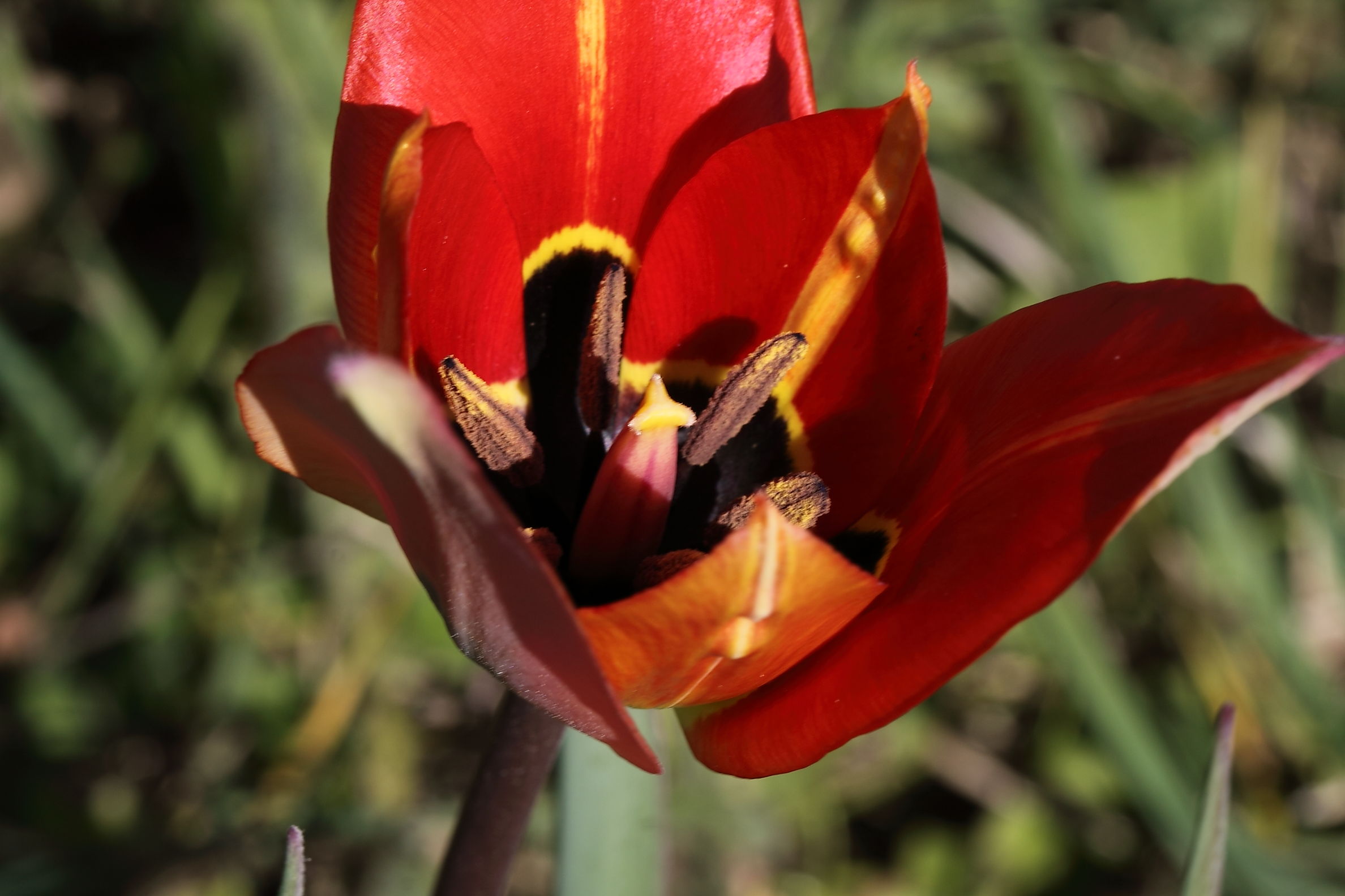 Tulipa raddii / Tulipano precoce