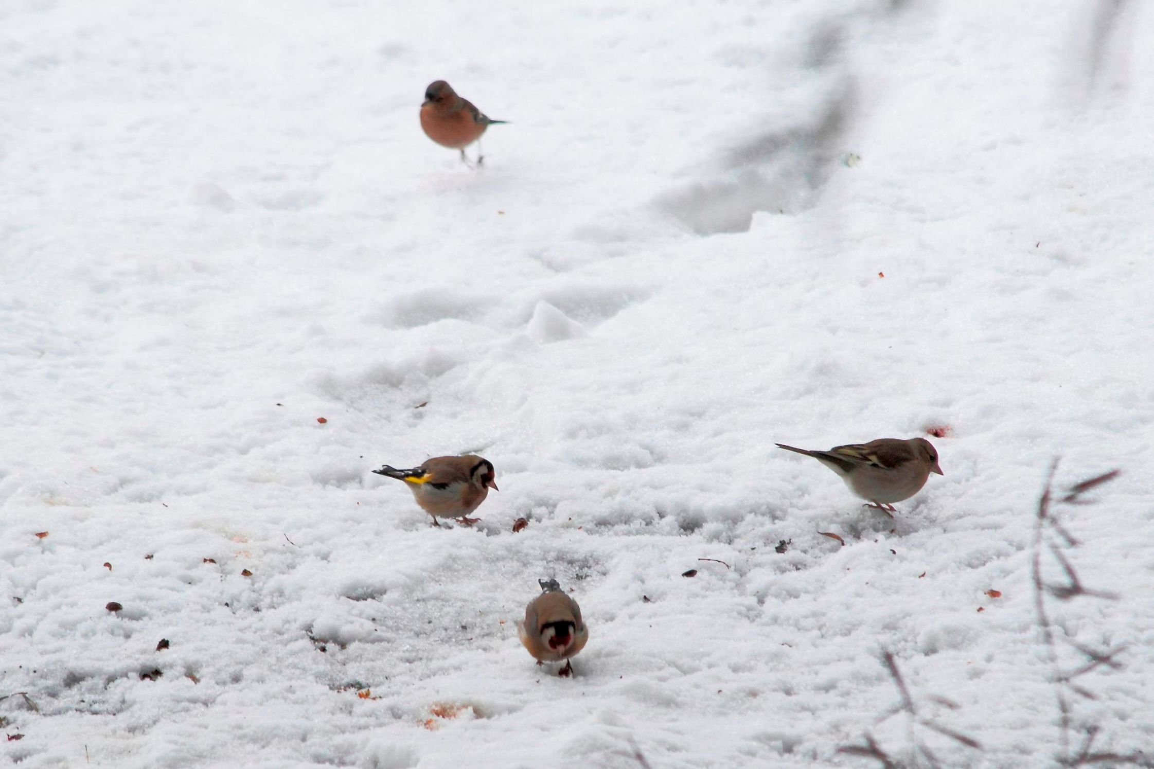 Uccellini nella neve