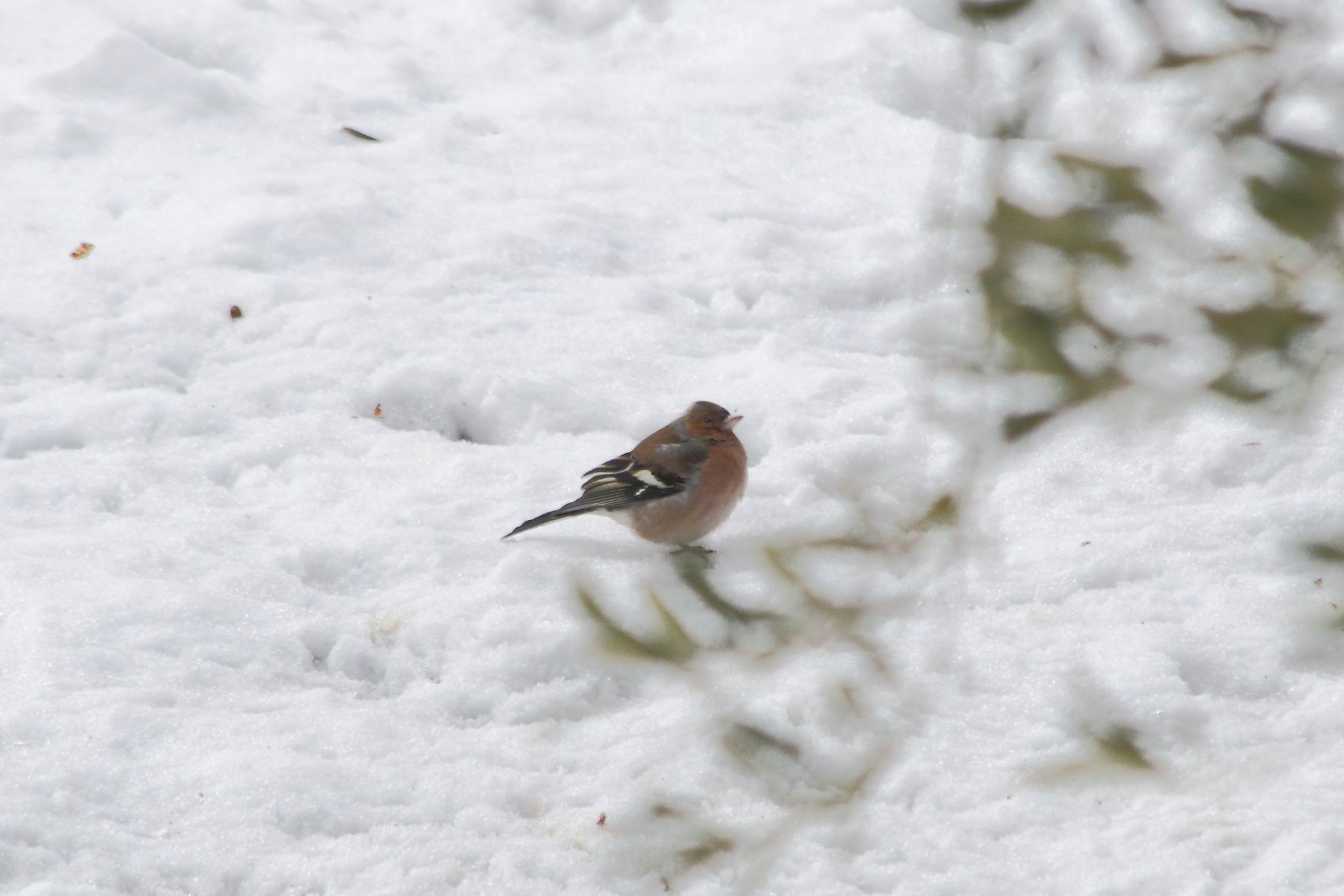 Uccellini nella neve