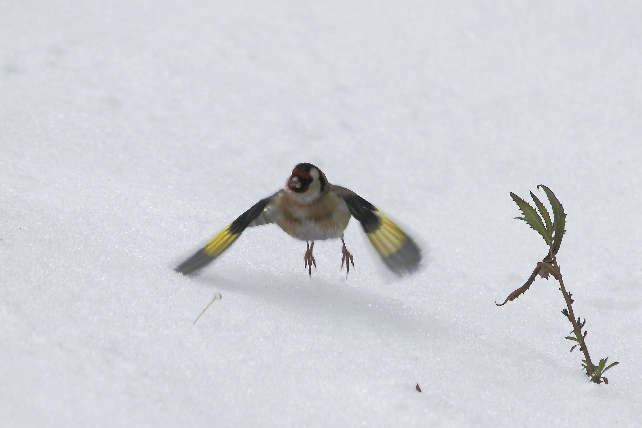 Uccellini nella neve