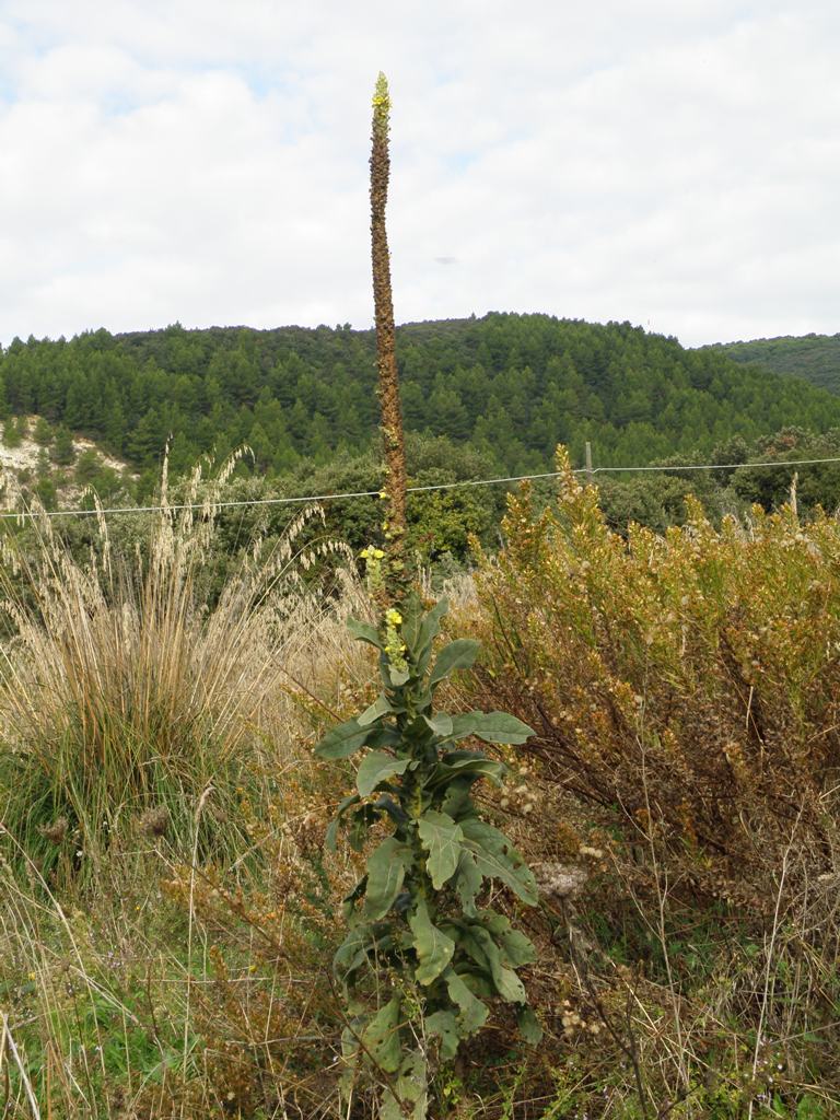 Verbascum thapsus / Tasso-barbasso