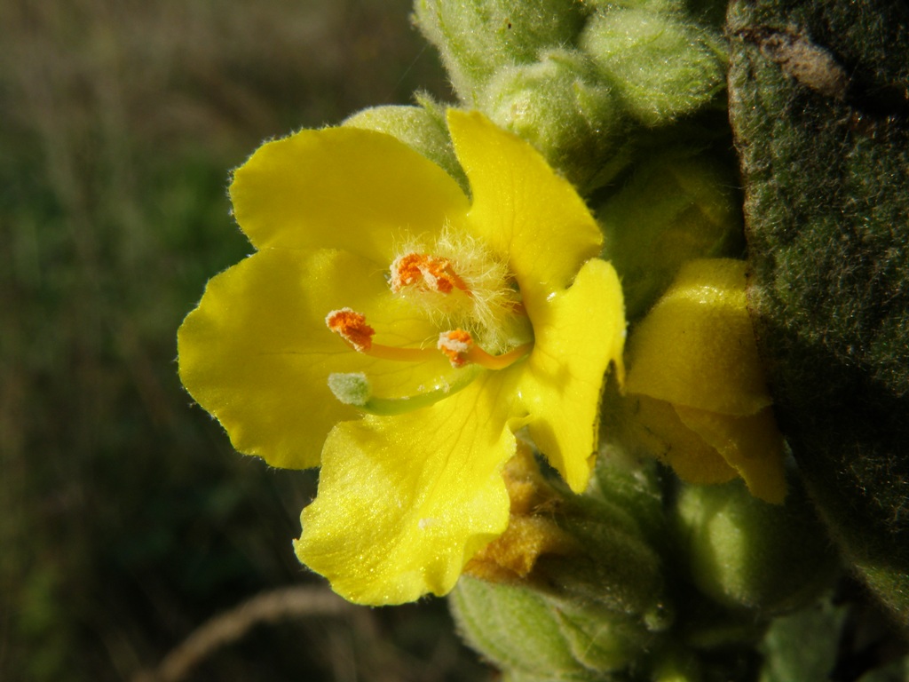 Verbascum thapsus / Tasso-barbasso