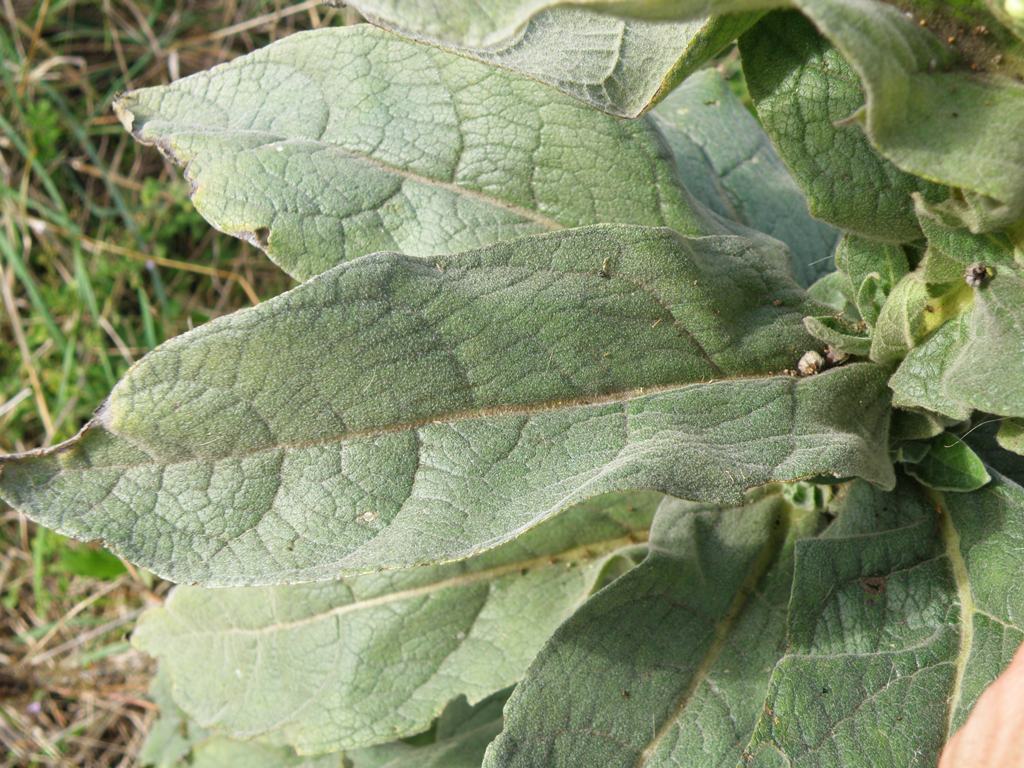 Verbascum thapsus / Tasso-barbasso