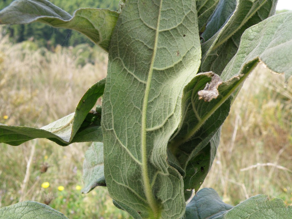 Verbascum thapsus / Tasso-barbasso