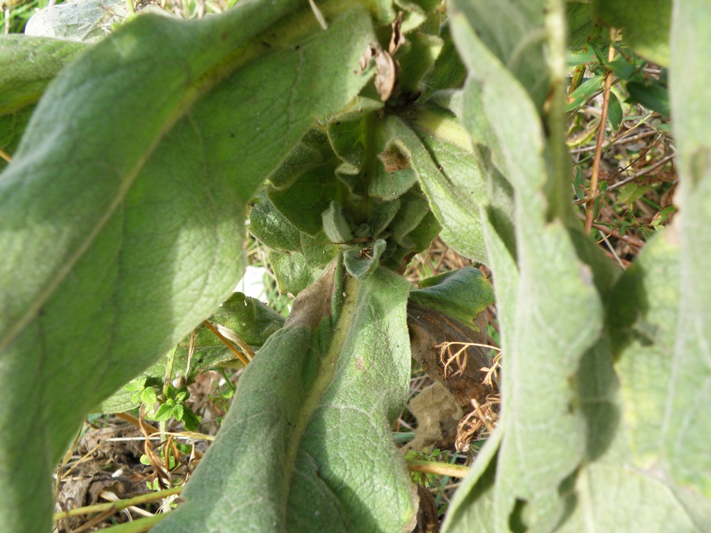 Verbascum thapsus / Tasso-barbasso