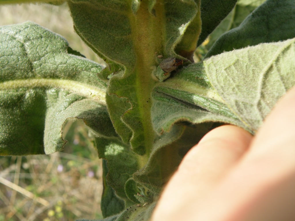 Verbascum thapsus / Tasso-barbasso