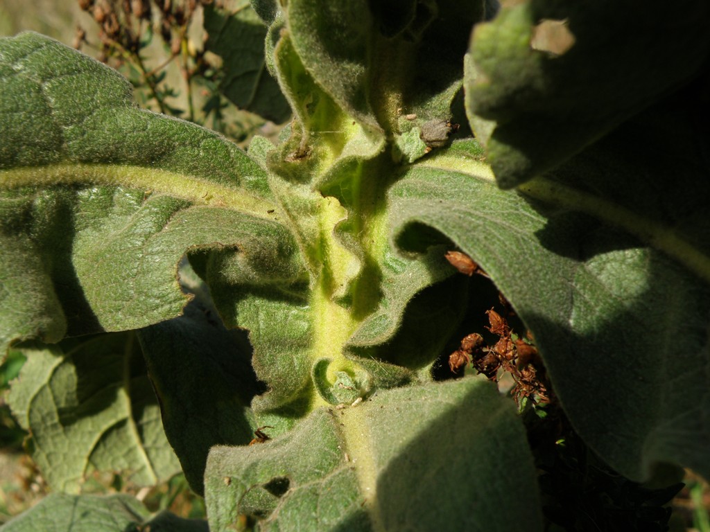 Verbascum thapsus / Tasso-barbasso