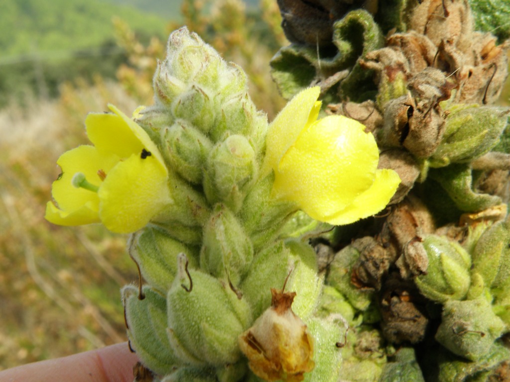 Verbascum thapsus / Tasso-barbasso