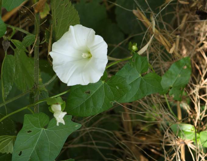 Calystegia sepium / Vilucchione