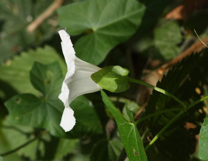 Calystegia sepium / Vilucchione